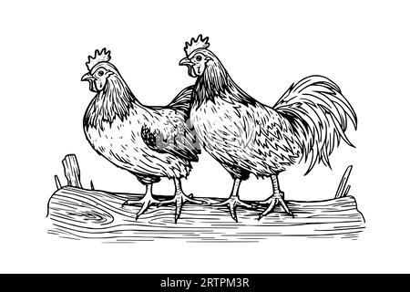 Pollo o gallina disegnati in stile vintage con incisione vettoriale. Illustrazione Vettoriale