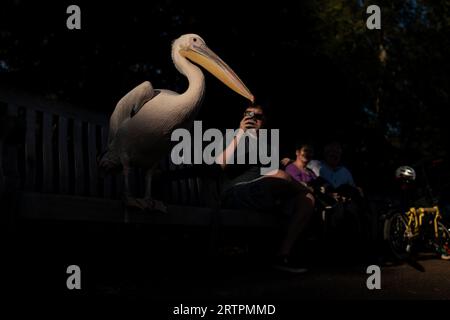 I membri del pubblico interagiscono con i pellicani di St. James's Park, Londra. Data foto: Giovedì 14 settembre 2023. Foto Stock