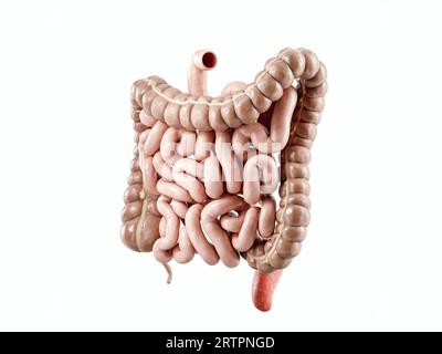 illustrazione 3d dell'organo interno umano - intestino. Intestino crasso e tenue isolato su bianco Foto Stock