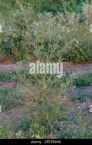 Parthenium Weed, Parthenium hysterophorus Foto Stock