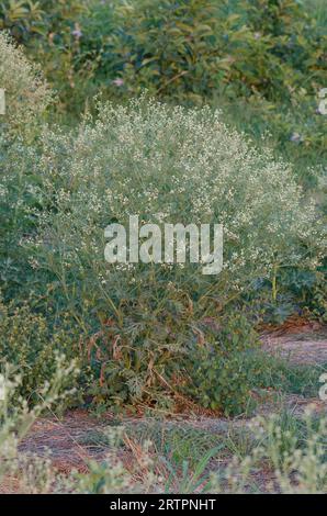 Parthenium Weed, Parthenium hysterophorus Foto Stock