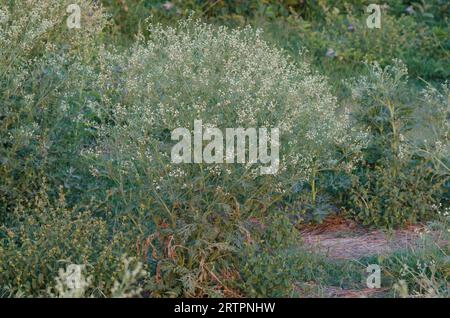 Parthenium Weed, Parthenium hysterophorus Foto Stock