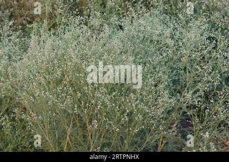 Parthenium Weed, Parthenium hysterophorus Foto Stock