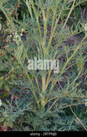 Parthenium Weed, Parthenium hysterophorus, base vegetale Foto Stock