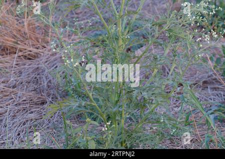 Parthenium Weed, Parthenium hysterophorus, base vegetale Foto Stock