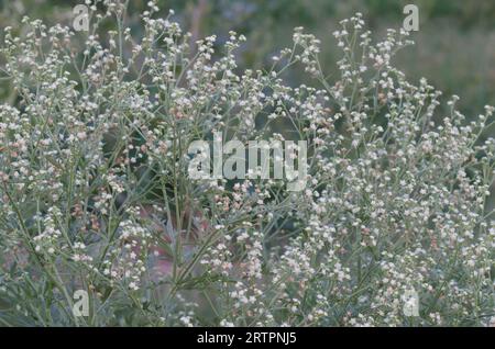 Parthenium Weed, Parthenium hysterophorus Foto Stock