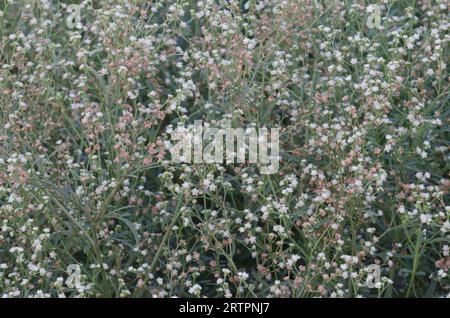 Parthenium Weed, Parthenium hysterophorus Foto Stock