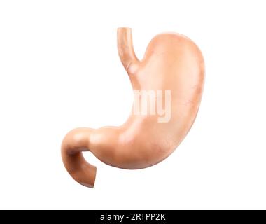 Rappresentazione 3d realistica e accurata dal punto di vista anatomico dell'organo interno umano - stomaco con duodeno isolato su sfondo bianco Foto Stock