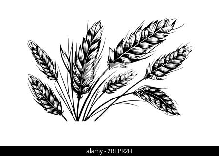 Pane di frumento spighe di grano schizzo del raccolto di cereali illustrazione vettoriale stile incisione. Illustrazione Vettoriale