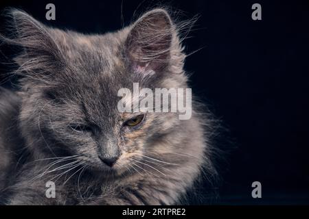 Sfondo nero gattino grigio addormentato Foto Stock