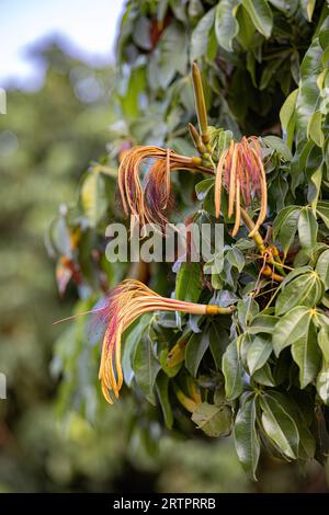 Pianta brasiliana della specie Pachira aquatica Foto Stock