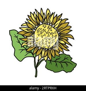 Illustrazione a colori del girasole disegnata a mano. Elementi floreali vettoriali Illustrazione Vettoriale