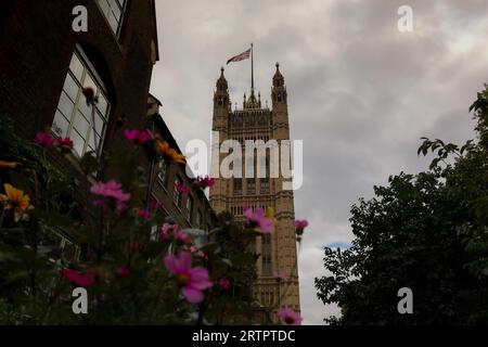 Fiori con petali gialli sullo sfondo del Big Ben. Foto Stock