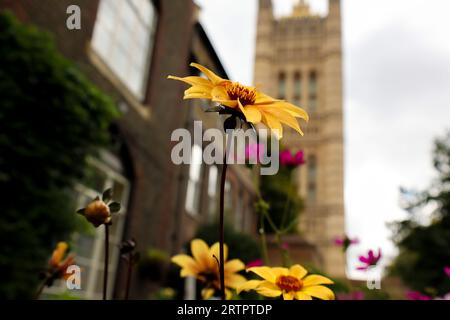 Fiori con petali gialli sullo sfondo del Big Ben. Foto Stock