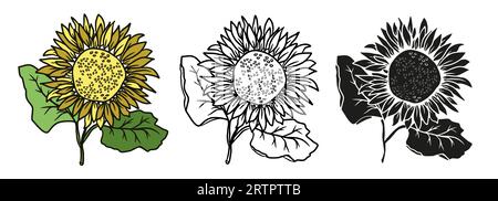 Set di illustrazioni disegnate a mano per girasole. Elementi floreali vettoriali Illustrazione Vettoriale