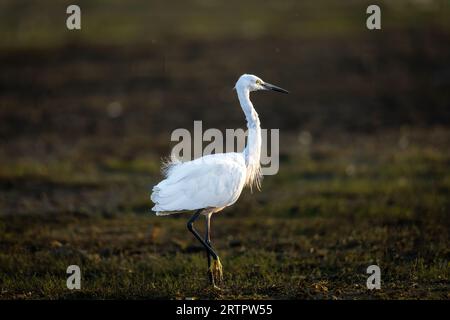 Little Egret in campo aperto all'ora del tramonto Foto Stock