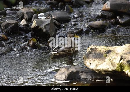 Anatra Mallard femmina (Anas platyrhynchos) nuoto lontano dalla macchina fotografica, tra le rocce su un fiume in Galles, scattata a settembre Foto Stock