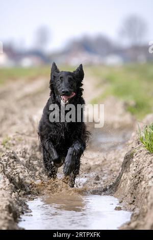 Razza nera con rivestimento piatto, cane da caccia e cannone originaria dell'Inghilterra, che corre velocemente attraverso campi fangosi Foto Stock