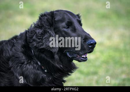 Razza di cane da caccia/cane da caccia con rivestimento piatto nero originaria dell'Inghilterra nelle praterie Foto Stock