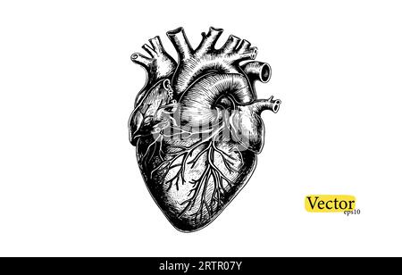 Umano anatomicamente cuore disegnato a mano linea art . Tatuaggio flash o vettore di disegno di stampa. Illustrazione Vettoriale