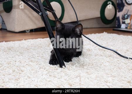 Gattino nero che gioca sul tappeto in camera Foto Stock