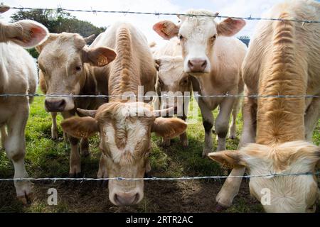 Il Jersey marrone riproduce mucche e vitelli che guardano attraverso il filo spinato dal pascolo. Normandia, Francia. Foto Stock