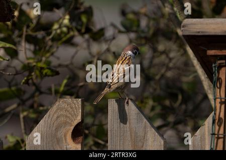 Passer montanus famiglia Passeridae genere Passer passero passero erasiatico passero tedesco Foto Stock