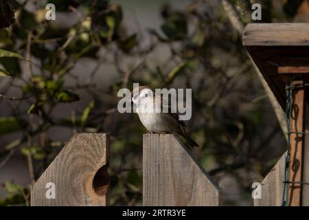 Passer montanus famiglia Passeridae genere Passer passero passero erasiatico passero tedesco Foto Stock