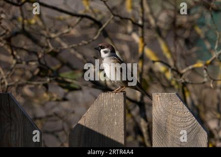 Passer montanus famiglia Passeridae genere Passer passero passero erasiatico passero tedesco Foto Stock