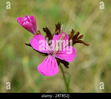 Nel selvaggio, il garofano (Dianthus) fiorisce tra le erbe Foto Stock