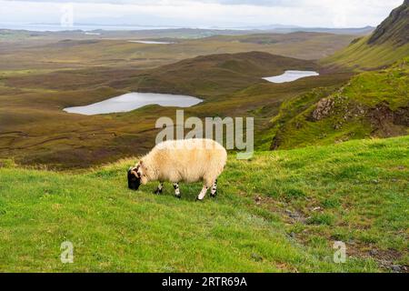 Pecore di razza tipica della Scozia che pascolano tranquillamente nei prati verdi di Quiraing, Skye. Foto Stock