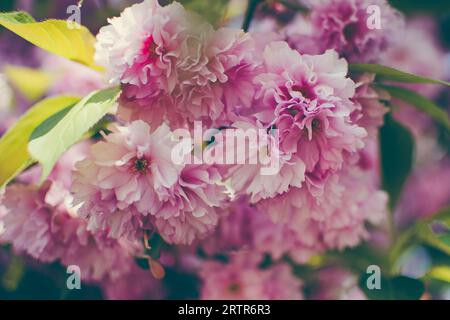 Fuoco selettivo dei rami bei dei fiori rosa di Sakura durante la stagione primaverile Foto Stock