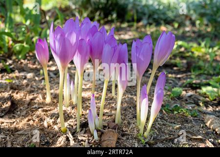 Bellissimi croci autunnali in una giornata di sole (Colchicum Autumnale). Primo piano. Foto Stock