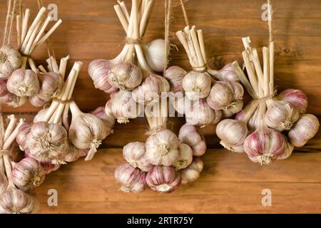 Aglio raccolto appeso in fasci su parete di legno. Aglio che asciuga. Messa a fuoco selettiva. Foto Stock