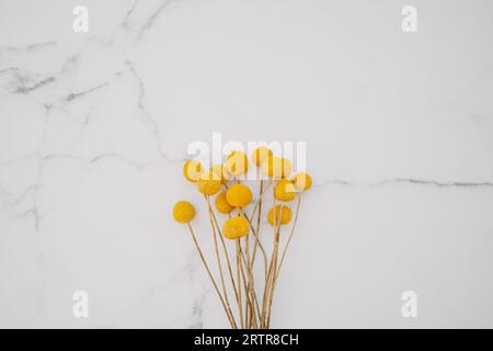 Bouquet di fiori gialli decorativi naturali secchi Craspedia globosa su fondo di marmo bianco. Vista dall'alto. Copia spazio. Spianatura piatta Foto Stock