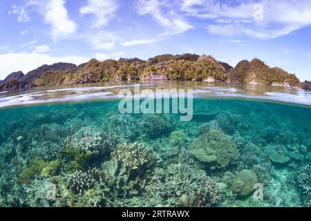 Una robusta barriera corallina, piena di coralli sani duri e morbidi, prospera nelle basse profondità vicino a remote isole calcaree a Raja Ampat, Indonesia. Foto Stock