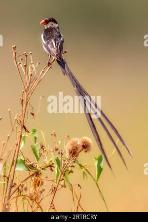 Whydah (Vidua macroura) in piumaggio riproduttivo, Kruger National Park, Sudafrica Foto Stock