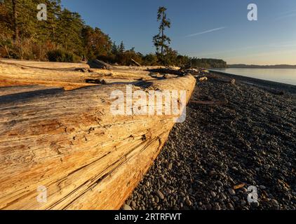 Driftwood tronchi sulla spiaggia del Devonian Regional Park a Metchosin, British Columbia, Canada. Foto Stock