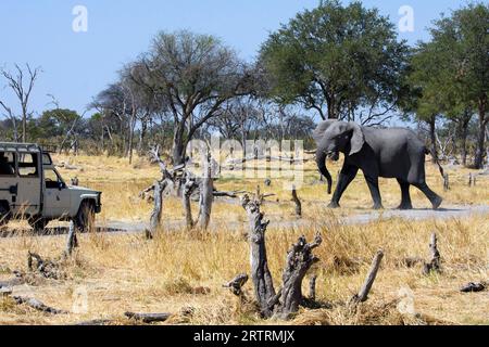 Sentiero di attraversamento dell'elefante (Loxodonta africana) di fronte al veicolo fuoristrada, Moremi, Botswana Foto Stock