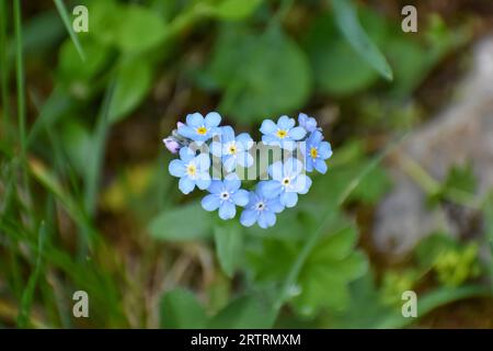Alpino a forma di cuore Forget-me-Not (Myosotis alpestris), Alpi Berchtesgaden, Baviera, Germania Foto Stock