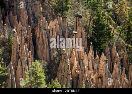 Piramidi di terra, sorgente, Lengmoos, Mittelberg am Ritten, vicino Bolzano, Dolomiti, alto Adige, Italia Foto Stock