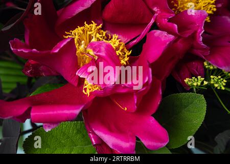 WA23635-00...WASHINGTON - Una peonia dai colori vivaci, invecchiata in una composizione floreale. Foto Stock