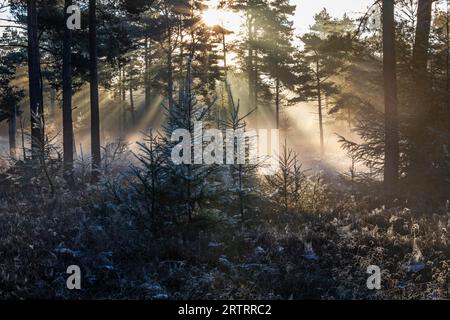 Dopo una notte fredda, i primi raggi del sole del mattino si fanno strada attraverso la nebbia in una foresta, Daenemark, Danimarca Foto Stock