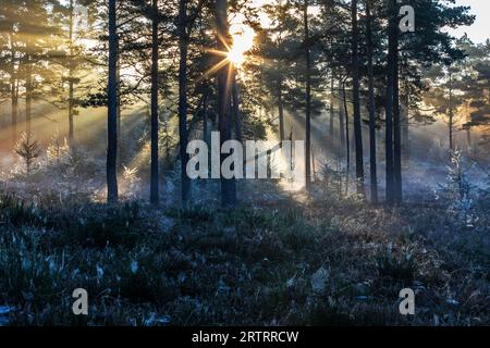 Dopo una notte fredda, i primi raggi del sole del mattino si fanno strada attraverso la nebbia in una foresta, Daenemark, Danimarca Foto Stock