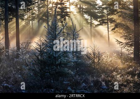 Dopo una notte fredda, i primi raggi del sole del mattino si fanno strada attraverso la nebbia in una foresta, Daenemark, Danimarca Foto Stock