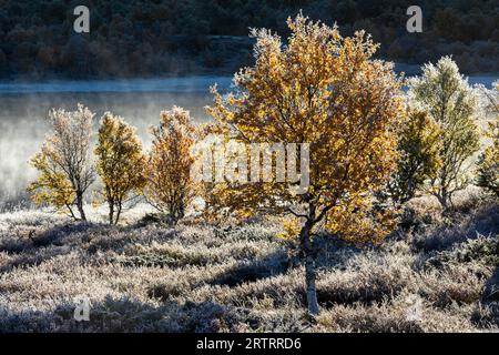 Alla prima luce del sole mattutino, i wafts di nebbia si tuffano attraverso un lago tundra di fronte a un piccolo gruppo di betulle, la natura di Fokstumyra Foto Stock