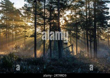 Dopo una notte fredda, i primi raggi del sole del mattino si fanno strada attraverso la nebbia in una foresta, Daenemark, Danimarca Foto Stock