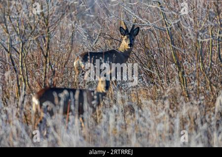 Roebuck in velluto con cervo al mattino presto in un paesaggio con ghiaccio, Roebuck con palchi ricoperti di velluto e una cerva al mattino presto in groppa Foto Stock