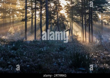 Dopo una notte fredda, i primi raggi del sole del mattino si fanno strada attraverso la nebbia in una foresta, Daenemark, Danimarca Foto Stock