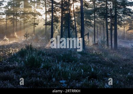 Dopo una notte fredda, i primi raggi del sole del mattino si fanno strada attraverso la nebbia in una foresta, Daenemark, Danimarca Foto Stock